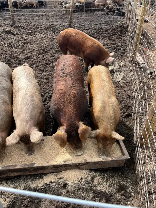 virgin breeding boars