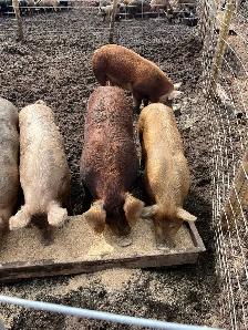 virgin breeding boars