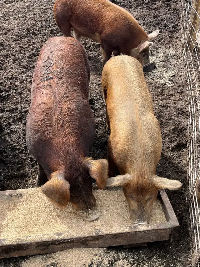 virgin breeding boars - Photo 2