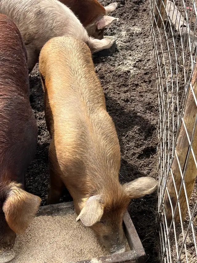 virgin breeding boars - Photo 3