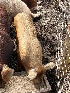virgin breeding boars - Photo 3