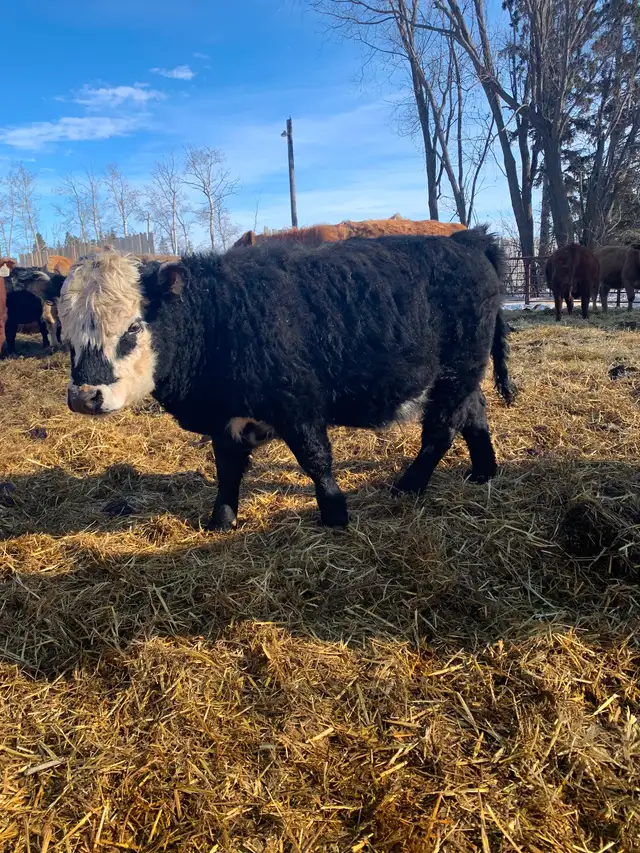 Micro Heifer for sale