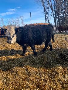 Micro Heifer for sale