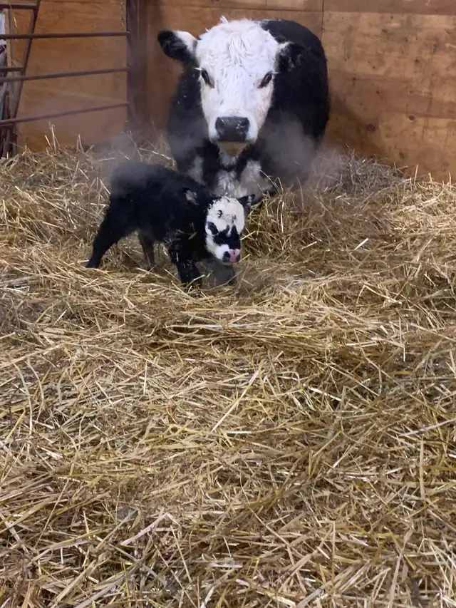 Micro Heifer for sale - Photo 2