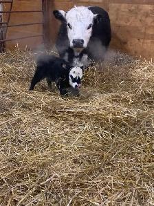 Micro Heifer for sale - Photo 2