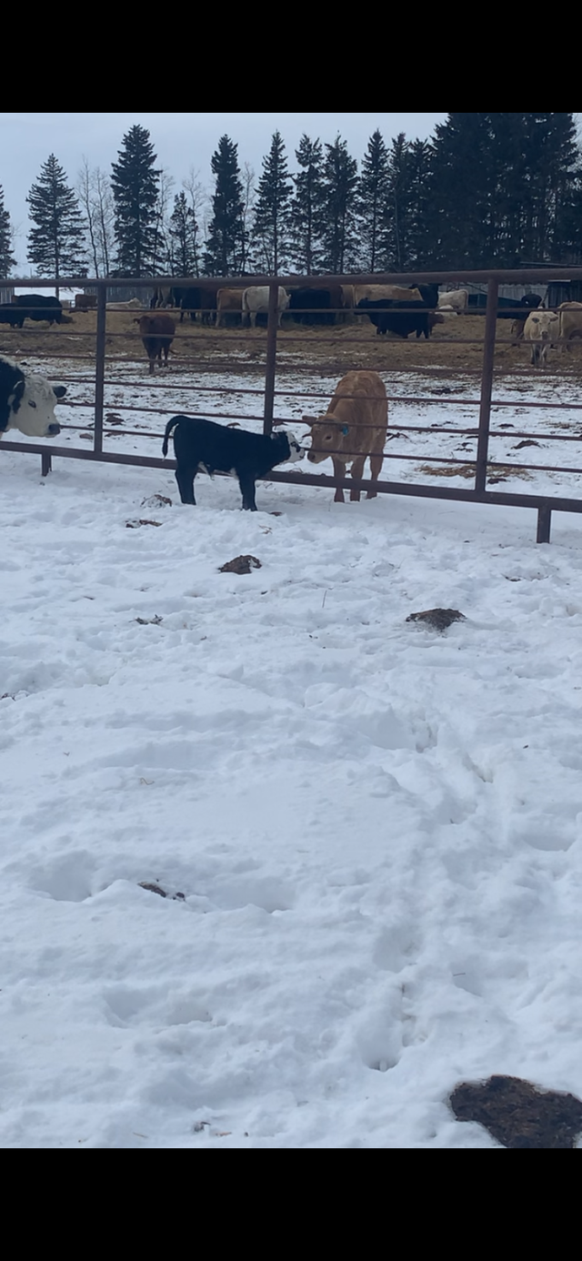 Micro Heifer for sale - Photo 3