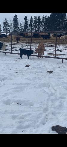 Micro Heifer for sale - Photo 3