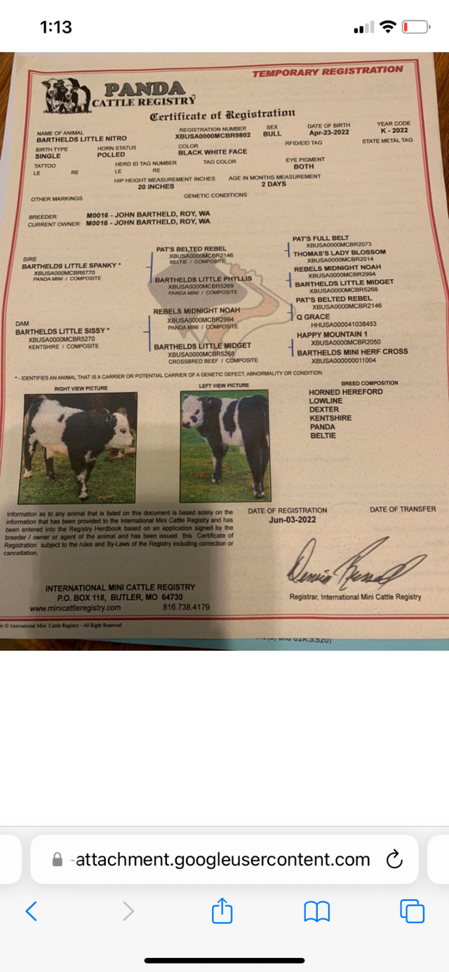 Micro Heifer for sale - Photo 5