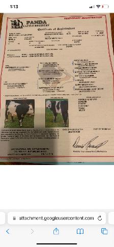 Micro Heifer for sale - Photo 5