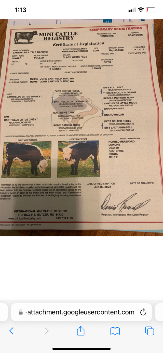 Micro Heifer for sale - Photo 6