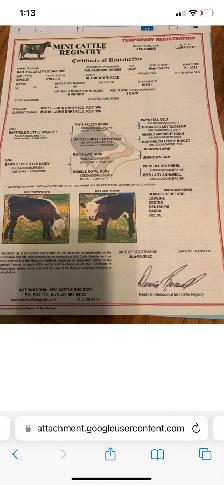 Micro Heifer for sale - Photo 6