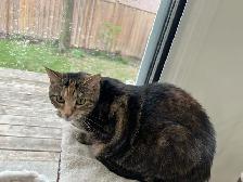 Domestic Cat