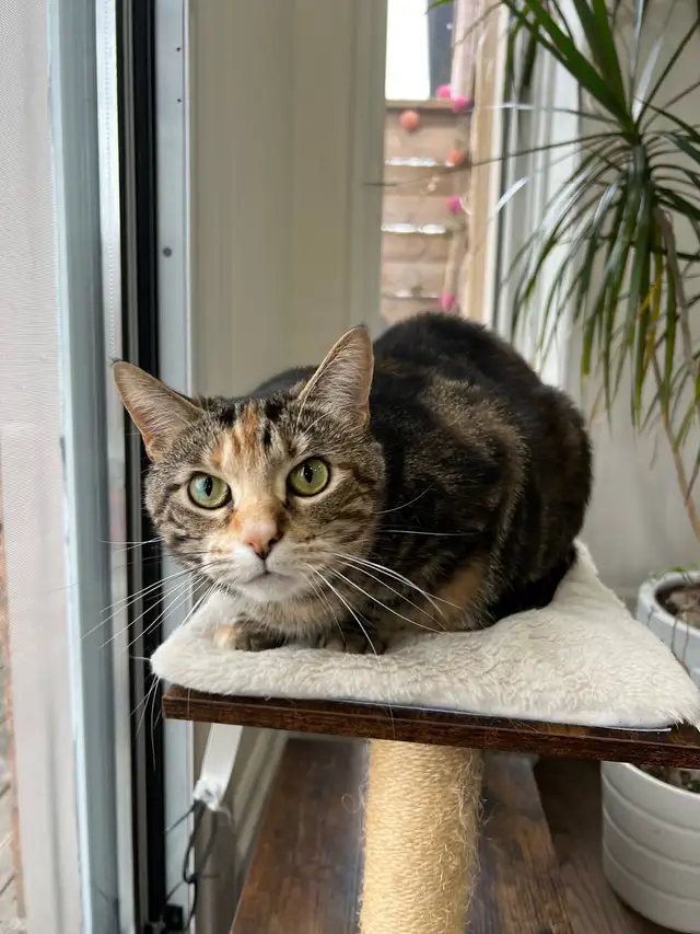 Domestic Cat - Photo 2