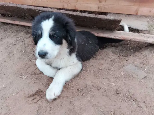 Adorable Aussie Pyrenees Puppies