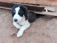 Adorable Aussie Pyrenees Puppies