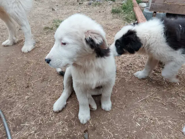 Adorable Aussie Pyrenees Puppies - Photo 2