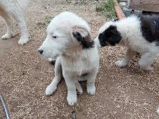 Adorable Aussie Pyrenees Puppies - Photo 2
