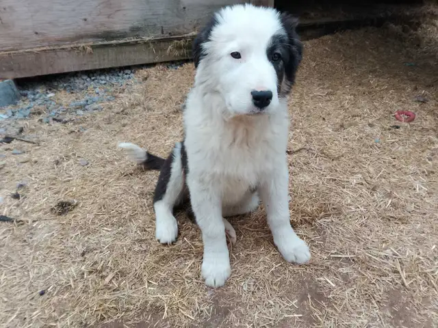 Adorable Aussie Pyrenees Puppies - Photo 3