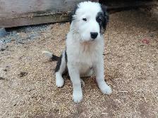 Adorable Aussie Pyrenees Puppies - Photo 3