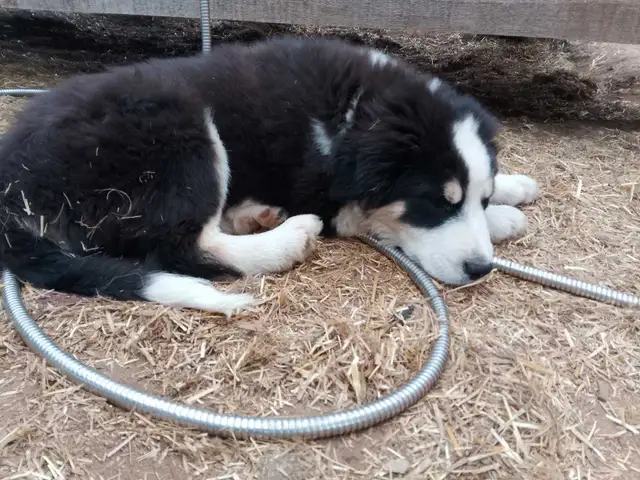 Adorable Aussie Pyrenees Puppies - Photo 4