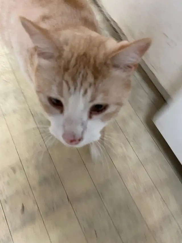 4 Cats Looking for Loving Homes — Tiverton/Bruce County, ON