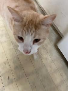 4 Cats Looking for Loving Homes — Tiverton/Bruce County, ON