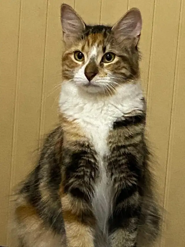4 Cats Looking for Loving Homes — Tiverton/Bruce County, ON - Photo 2