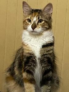 4 Cats Looking for Loving Homes — Tiverton/Bruce County, ON - Photo 2