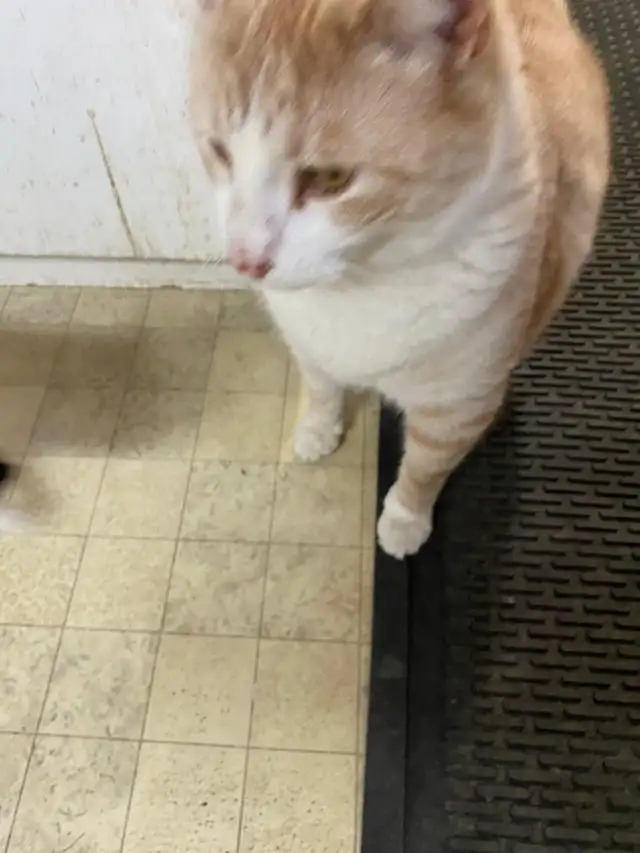 4 Cats Looking for Loving Homes — Tiverton/Bruce County, ON - Photo 3