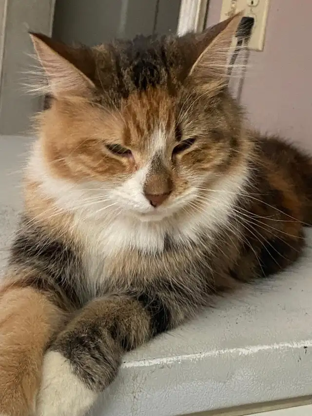 4 Cats Looking for Loving Homes — Tiverton/Bruce County, ON - Photo 4