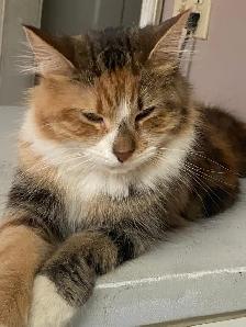 4 Cats Looking for Loving Homes — Tiverton/Bruce County, ON - Photo 4