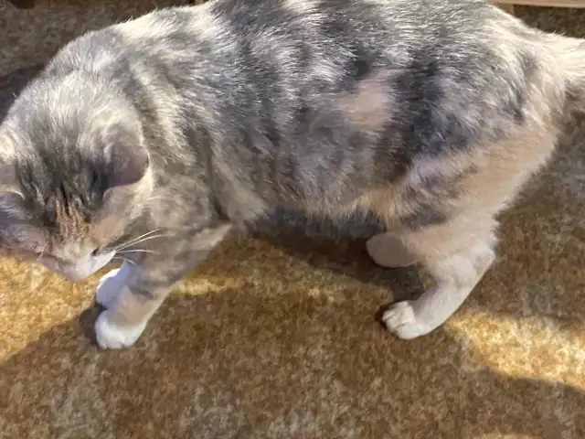 4 Cats Looking for Loving Homes — Tiverton/Bruce County, ON - Photo 5