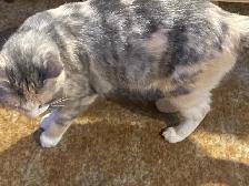 4 Cats Looking for Loving Homes — Tiverton/Bruce County, ON - Photo 5