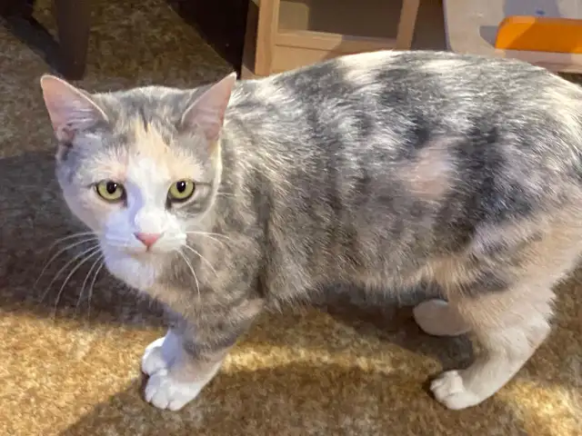 4 Cats Looking for Loving Homes — Tiverton/Bruce County, ON - Photo 6