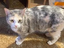 4 Cats Looking for Loving Homes — Tiverton/Bruce County, ON - Photo 6