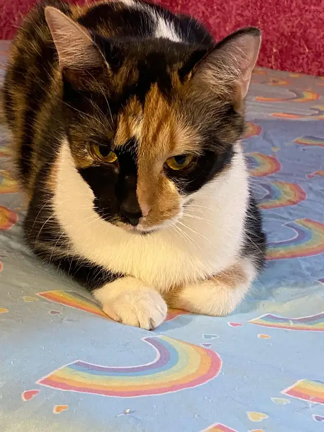 4 Cats Looking for Loving Homes — Tiverton/Bruce County, ON - Photo 7
