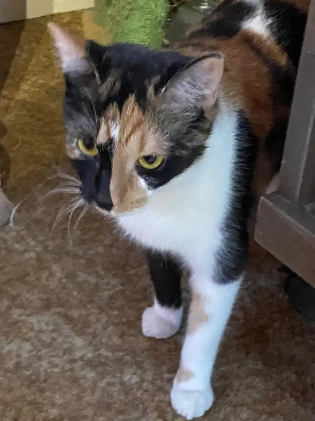 4 Cats Looking for Loving Homes — Tiverton/Bruce County, ON - Photo 8