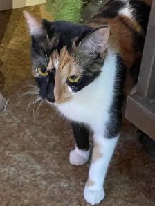 4 Cats Looking for Loving Homes — Tiverton/Bruce County, ON - Photo 8