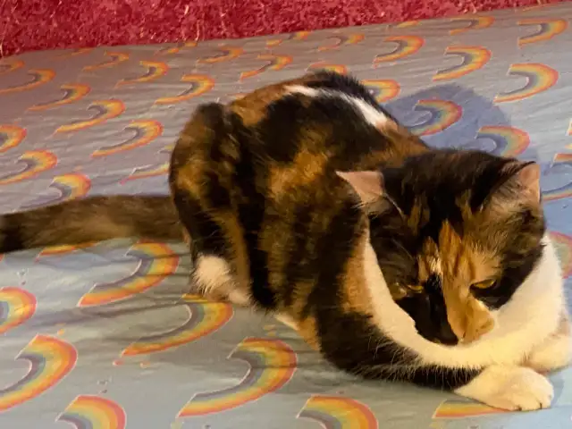 4 Cats Looking for Loving Homes — Tiverton/Bruce County, ON - Photo 9