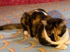 4 Cats Looking for Loving Homes — Tiverton/Bruce County, ON - Photo 9