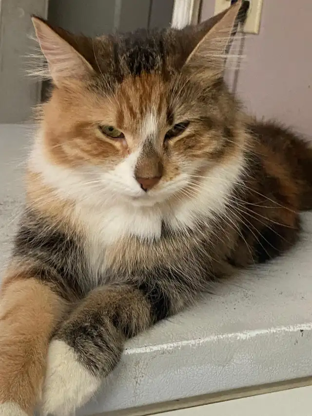 4 Cats Looking for Loving Homes — Tiverton/Bruce County, ON - Photo 10