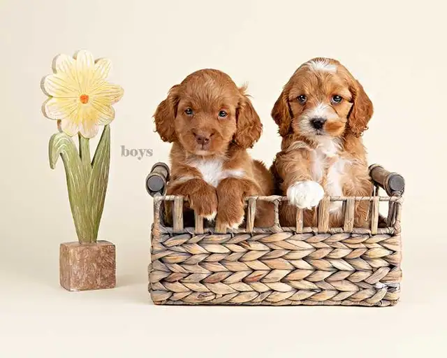 Adorable Mini COCKAPOO puppies for sale