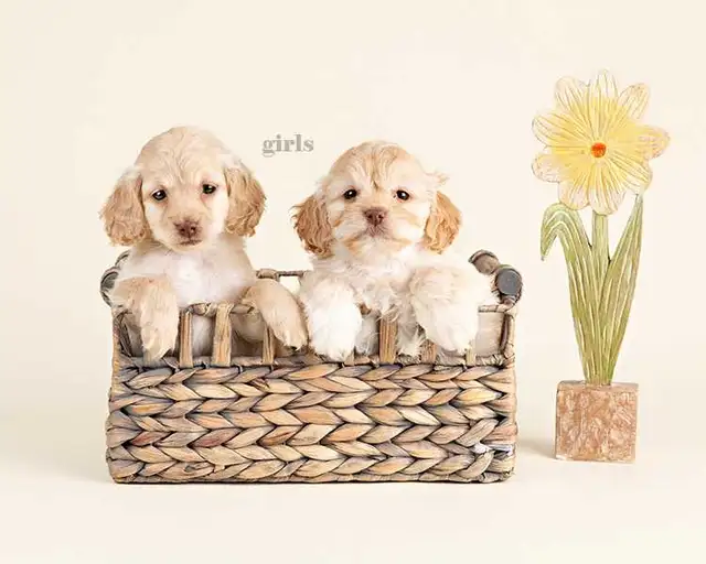 Adorable Mini COCKAPOO puppies for sale - Photo 2