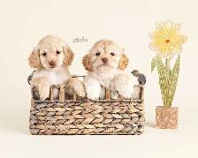 Adorable Mini COCKAPOO puppies for sale - Photo 2