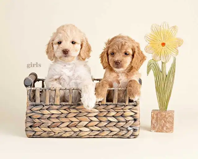 Adorable Mini COCKAPOO puppies for sale - Photo 3