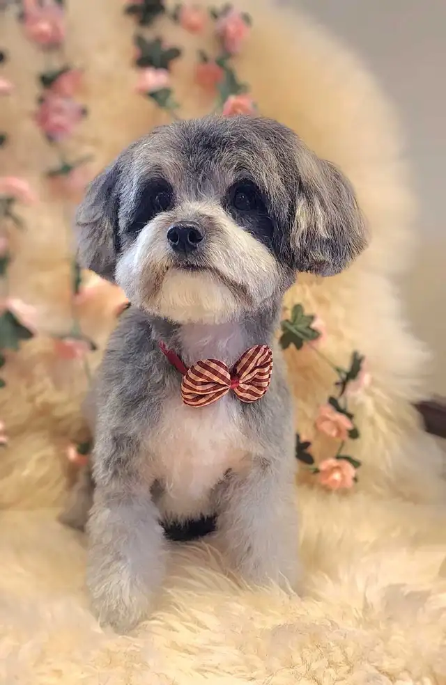 Dog Grooming  Starting from $65 (10% OFF First Visit)