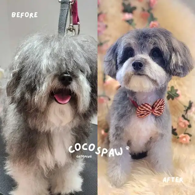 Dog Grooming  Starting from $65 (10% OFF First Visit) - Photo 2