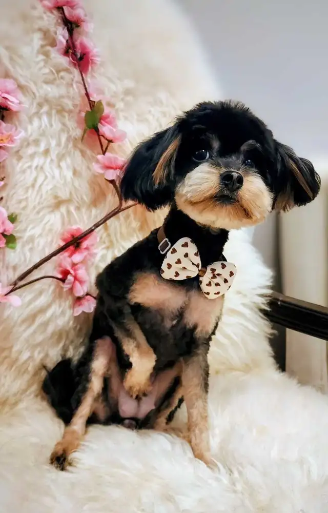 Dog Grooming  Starting from $65 (10% OFF First Visit) - Photo 3