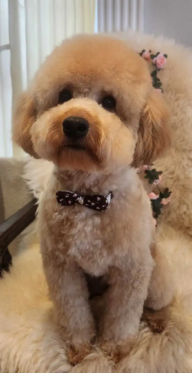 Dog Grooming  Starting from $65 (10% OFF First Visit) - Photo 4