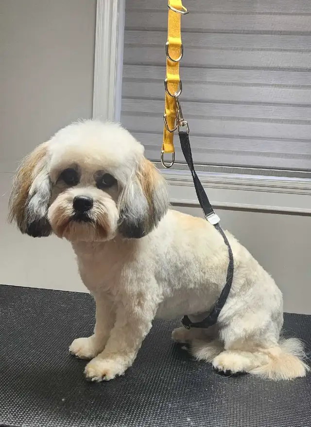 Dog Grooming  Starting from $65 (10% OFF First Visit) - Photo 5